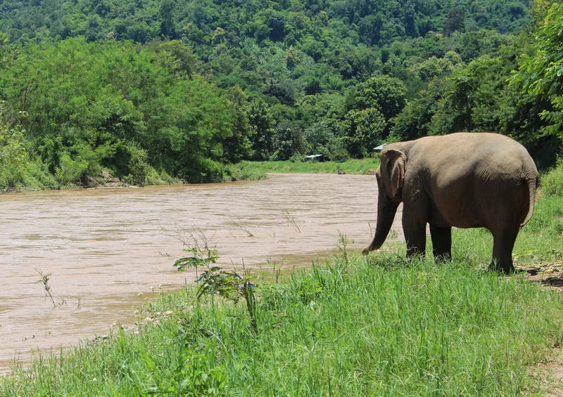 87180 Tierwelt - Elefant Puzzle