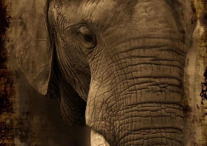 87184 Tierwelt - Elefant Puzzle