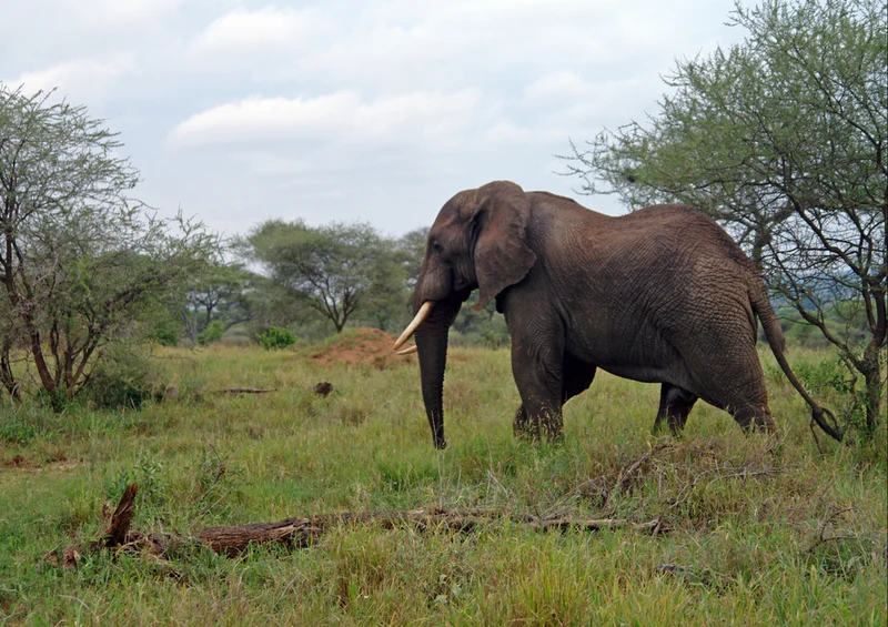 87185 Tierwelt - Elefant Puzzle