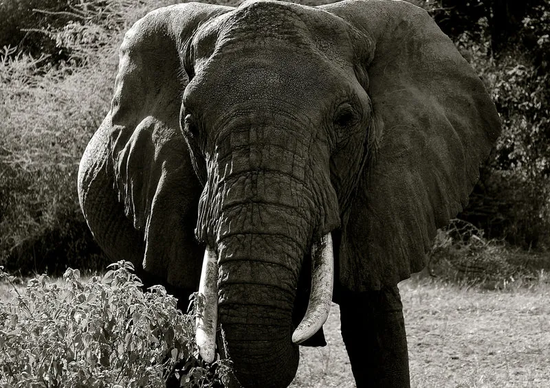 86917 Tierwelt - Elefant Puzzle