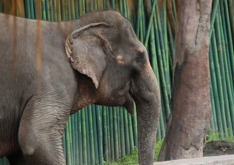 86924 Tierwelt - Elefant Puzzle
