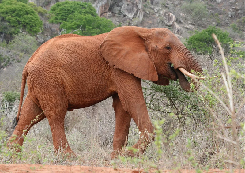 86935 Tierwelt - Elefant Puzzle
