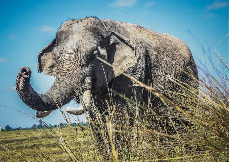 85639 Natur - Elefant Puzzle