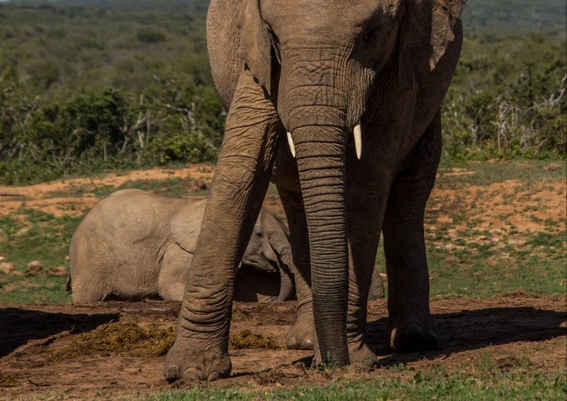 85644 Natur - Elefant Puzzle