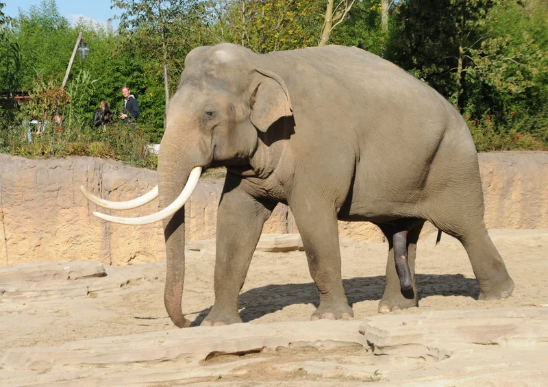 85660 Natur - Elefant Puzzle