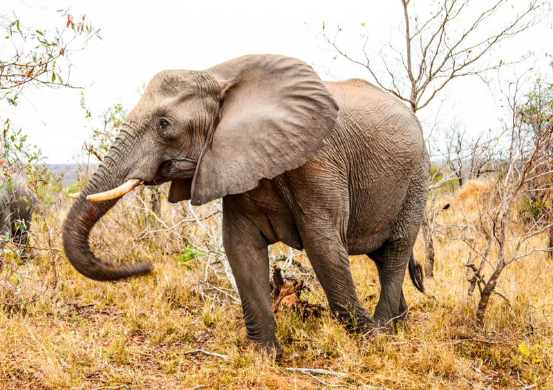 85668 Natur - Elefant Puzzle