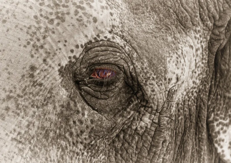 86201 Natur - Elefant Puzzle