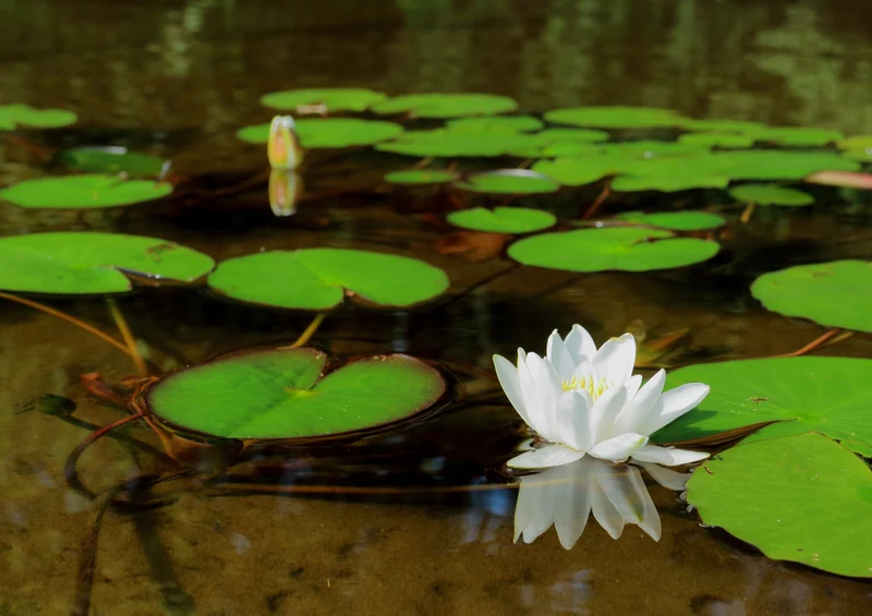86208 Natur - Seerose Puzzle