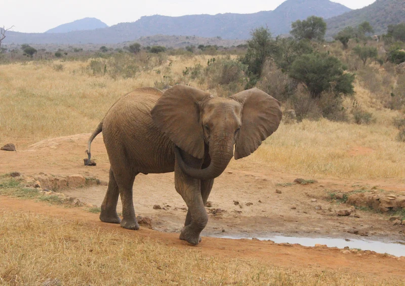 85562 Natur - Elefant Puzzle