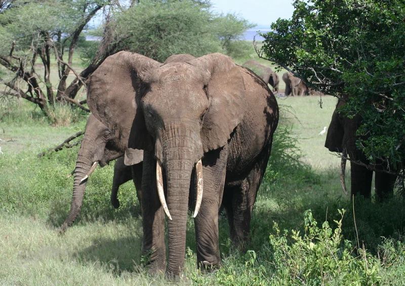 84996 Tierwelt - Elefant Puzzle
