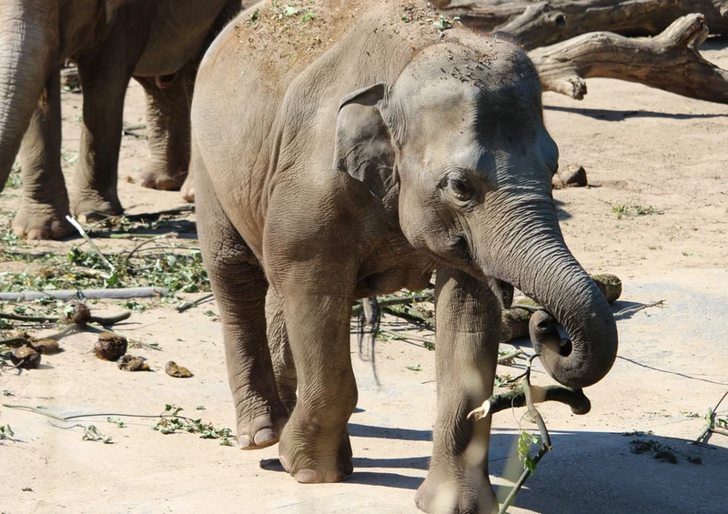 85563 Natur - Elefant Puzzle