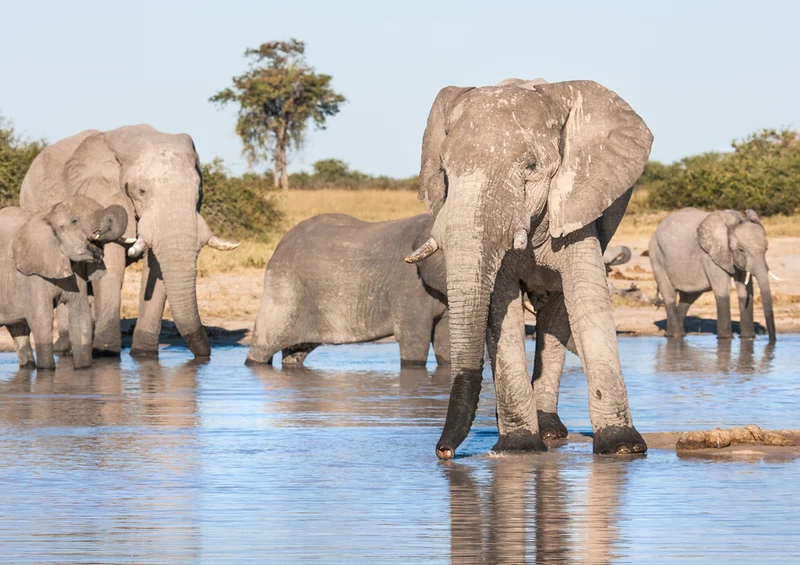 84999 Tierwelt - Elefanten Puzzle