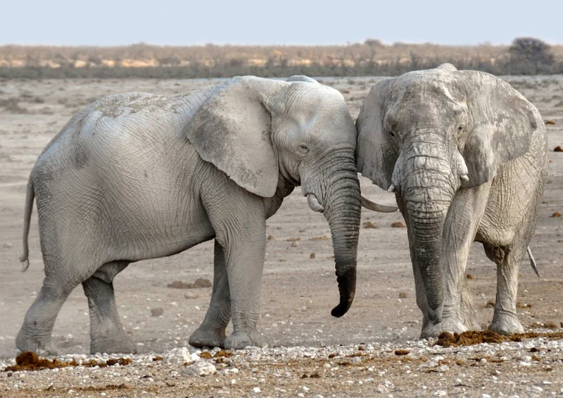 85002 Tierwelt - Elefant Puzzle