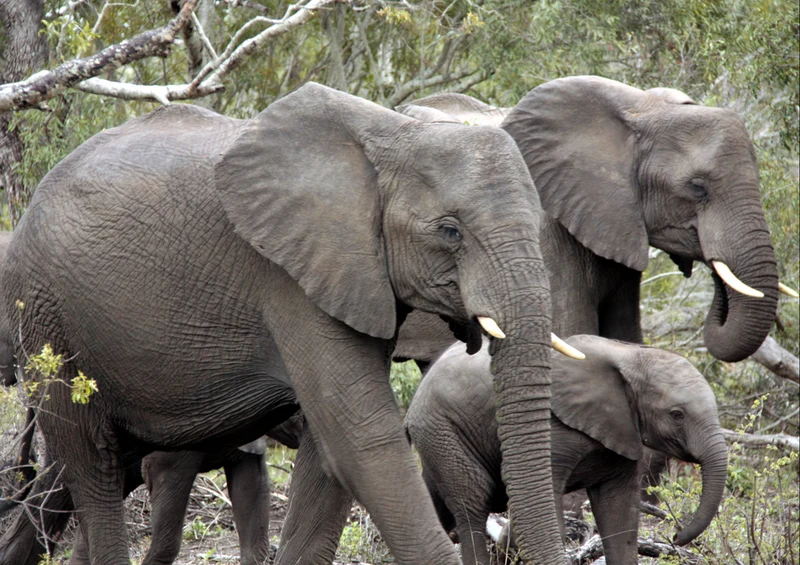 85568 Natur - Elefant Puzzle