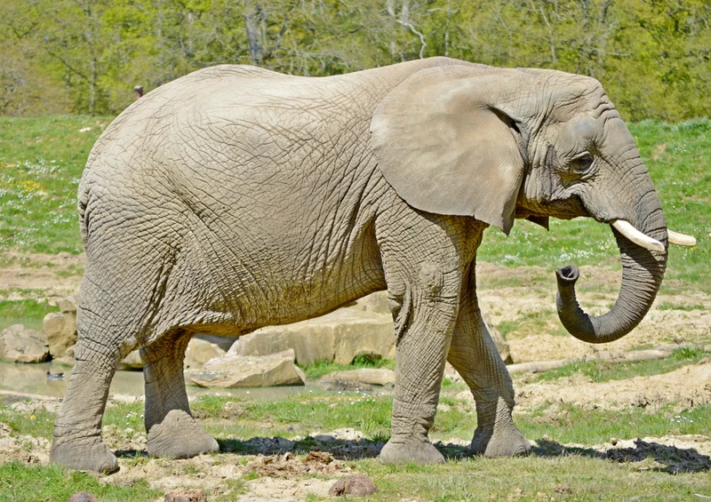 85571 Natur - Elefant Puzzle
