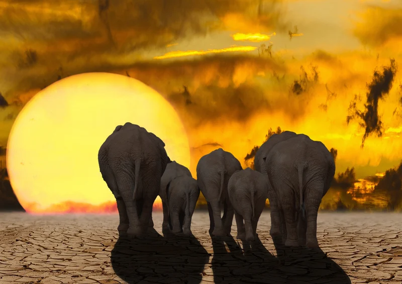 85004 Tierwelt - Elefanten Puzzle