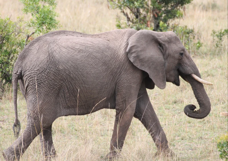 86452 Natur - Elefant Puzzle
