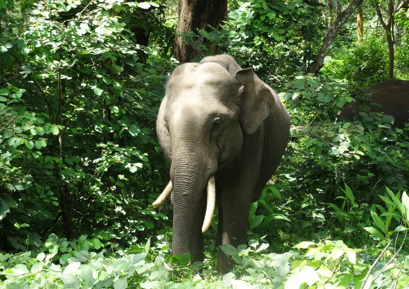 86460 Natur - Elefant Puzzle