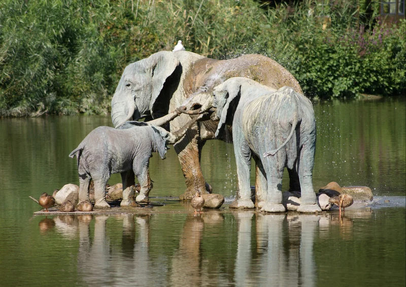 86500 Natur - Elefanten Puzzle