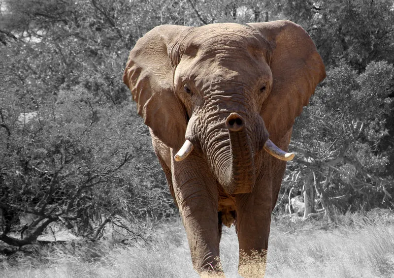 85748 Natur - Elefant Puzzle