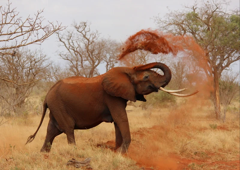 85755 Natur - Elefant Puzzle