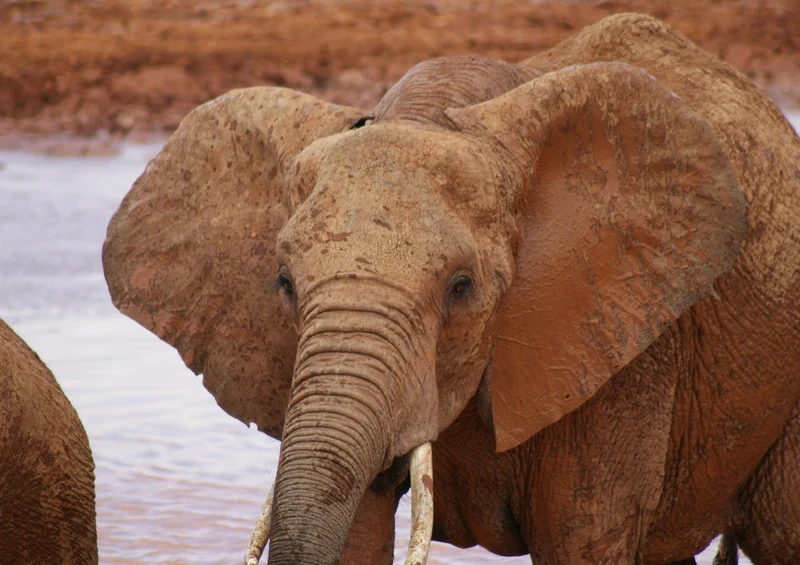 85756 Natur - Elefant Puzzle