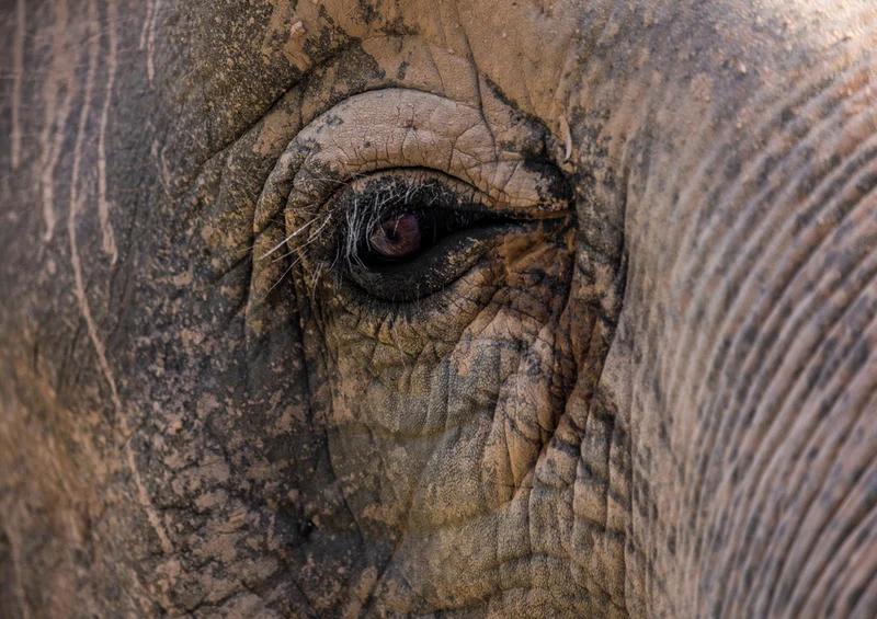 85762 Natur - Elefant Puzzle