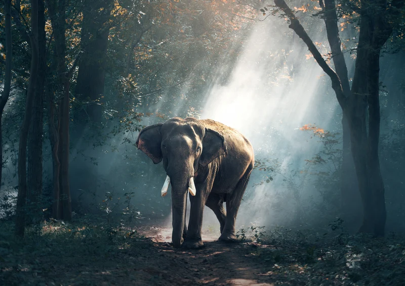 85763 Natur - Elefant Puzzle