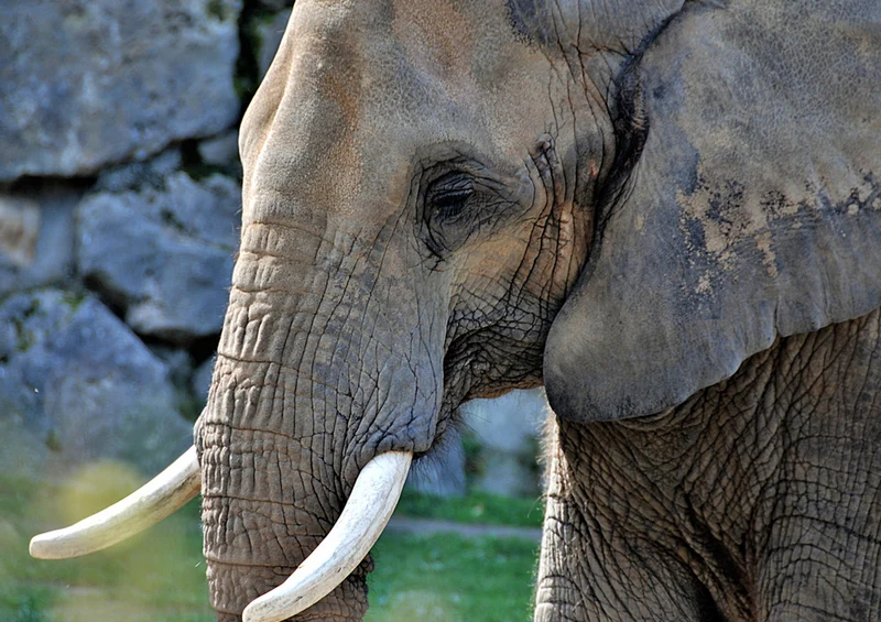 85766 Natur - Elefant Puzzle