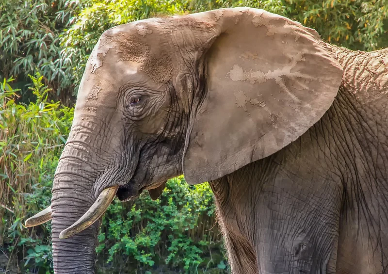 85767 Natur - Elefant Puzzle
