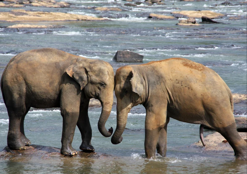 76692 Tierwelt - Elefant Puzzle