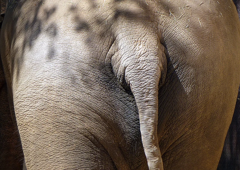 86661 Tierwelt - Elefant Puzzle