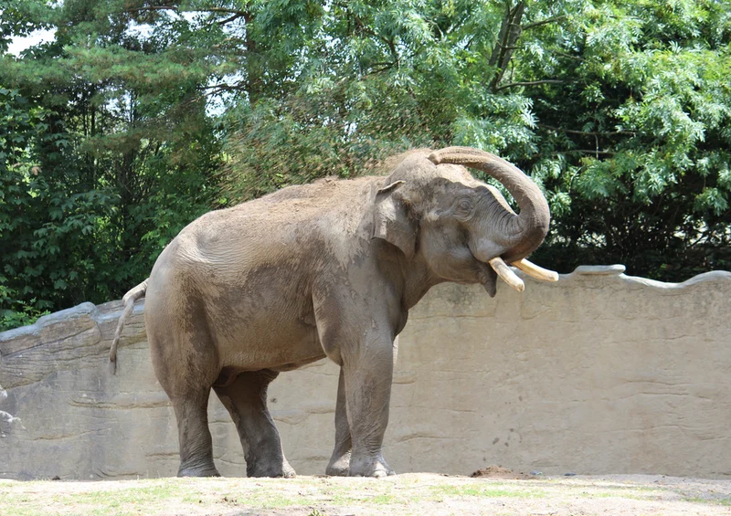 86670 Tierwelt - Elefant Puzzle