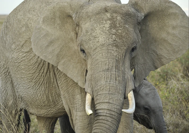 86678 Tierwelt - Elefant Puzzle