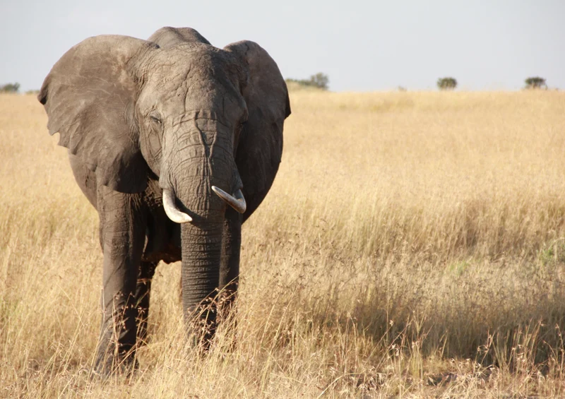 86682 Tierwelt - Elefant Puzzle