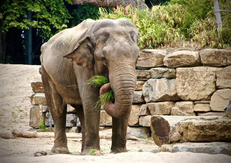 86693 Tierwelt - Elefant Puzzle