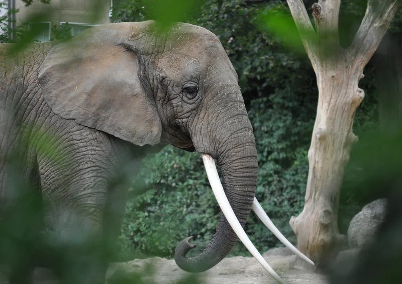 85967 Tierwelt - Elefant Puzzle
