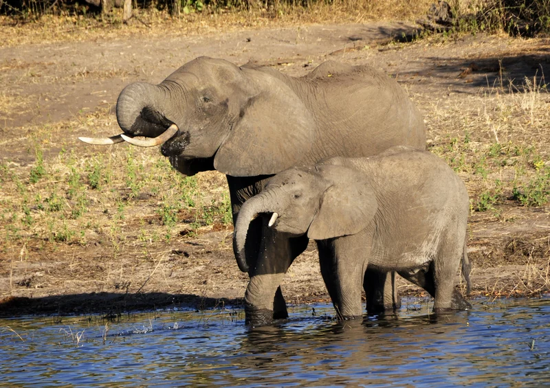 85975 Tierwelt - Elefant Puzzle