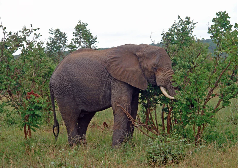 87196 Tierwelt - Elefant Puzzle