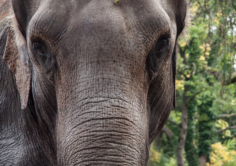 87199 Tierwelt - Elefant Puzzle