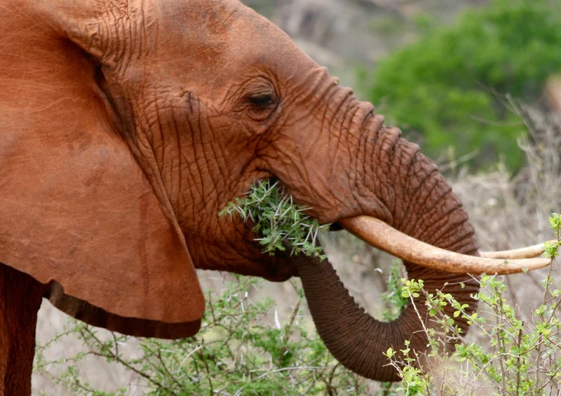 87202 Tierwelt - Elefant Puzzle