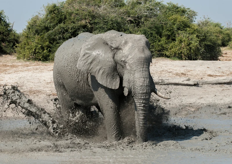 87217 Tierwelt - Elefant Puzzle
