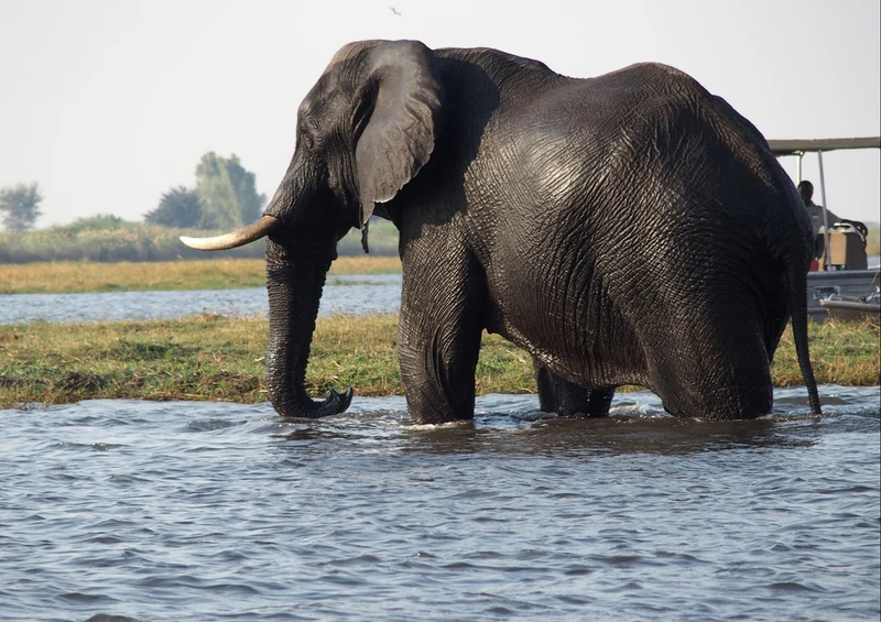 87221 Tierwelt - Elefant Puzzle