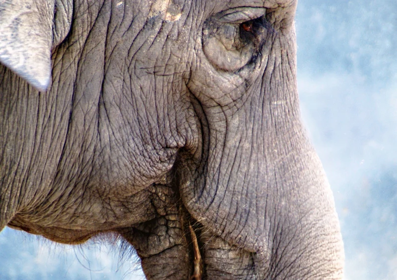 87224 Tierwelt - Elefant Puzzle