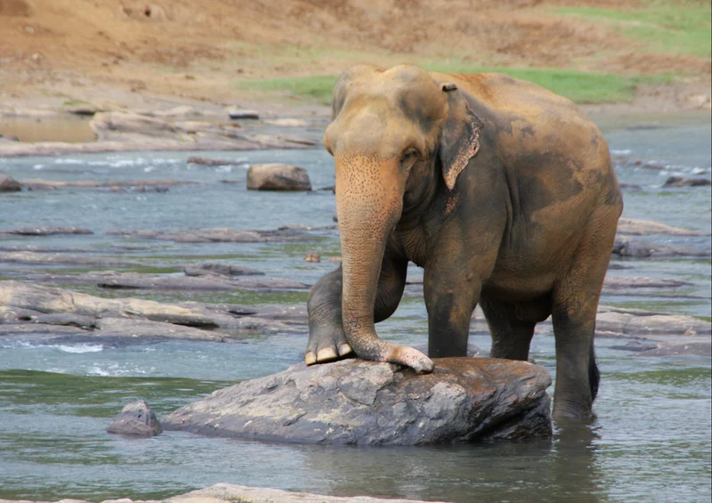 86964 Tierwelt - Elefant Puzzle