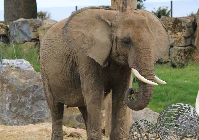 86978 Tierwelt - Elefant Puzzle