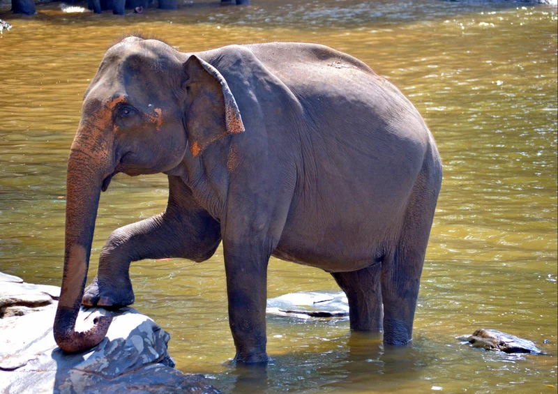 86982 Tierwelt - Elefant Puzzle