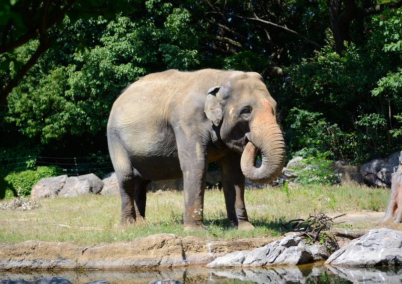 86986 Tierwelt - Elefant Puzzle