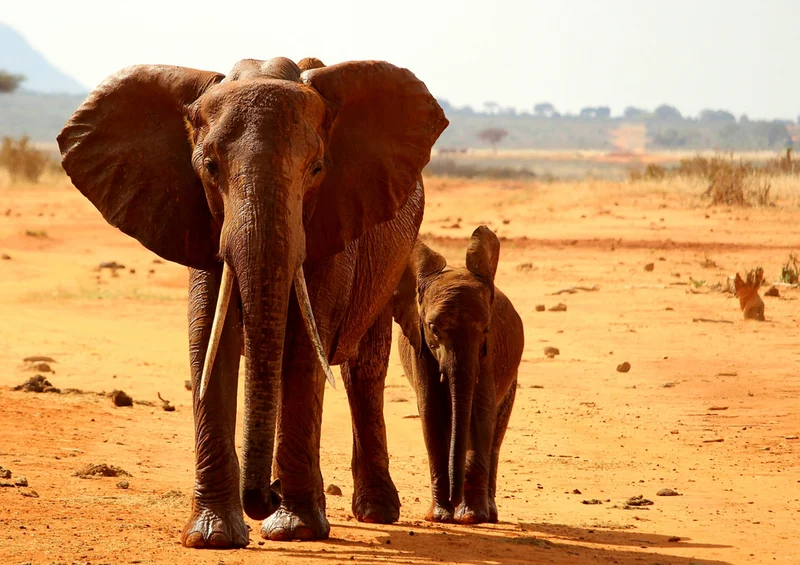 85675 Natur - Elefant Puzzle