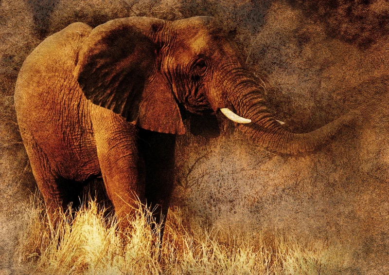 85681 Natur - Elefant Puzzle